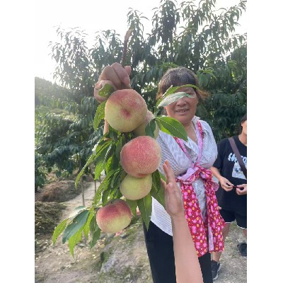 新鲜水果