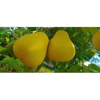 新鲜水果