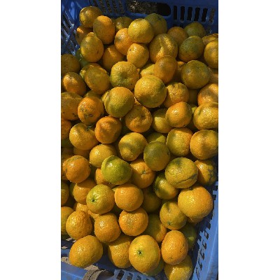 新鲜水果