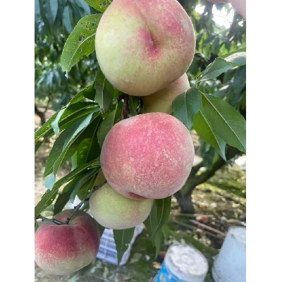 新鲜水果