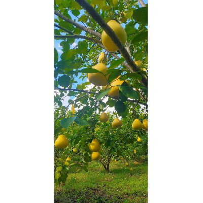 新鲜水果