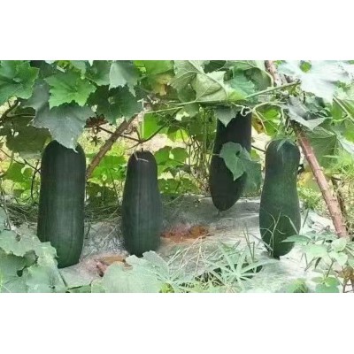 蔬菜配送