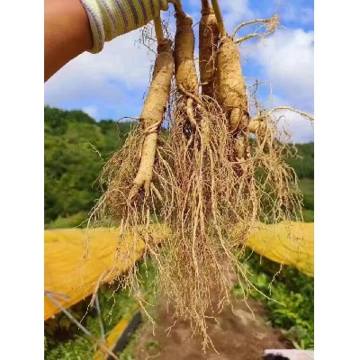 蔬菜配送