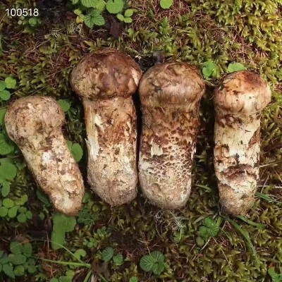蔬菜配送