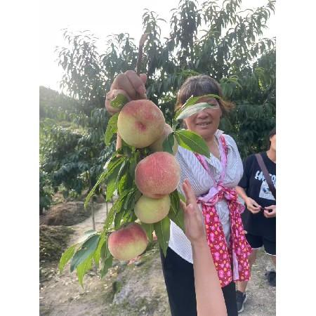 新鲜水果