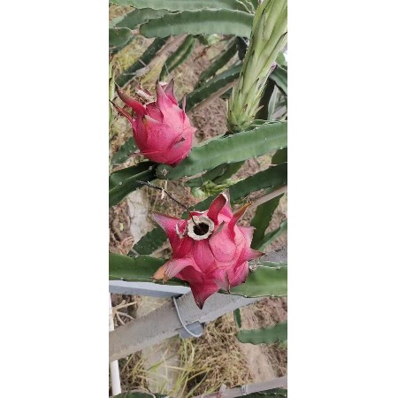 新鲜水果