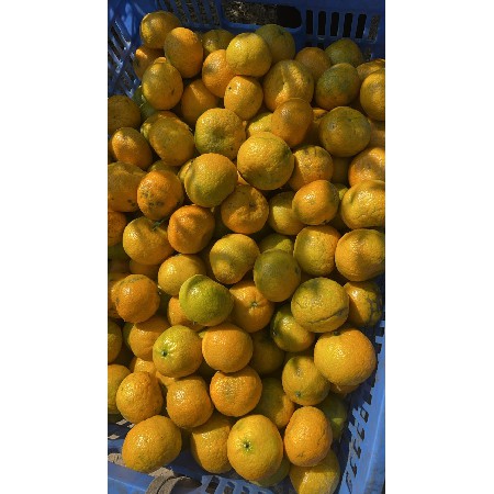 新鲜水果