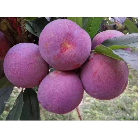 新鲜水果