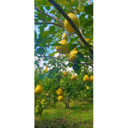 新鲜水果