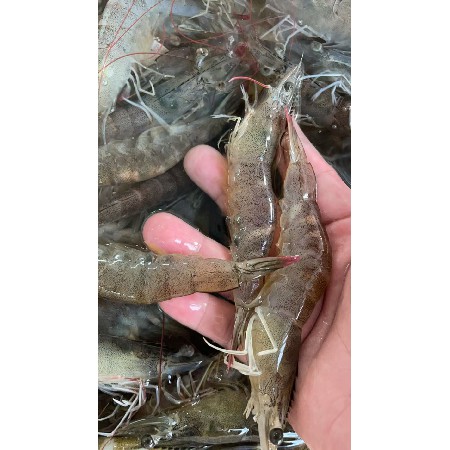 肉类配送