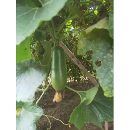 蔬菜配送
