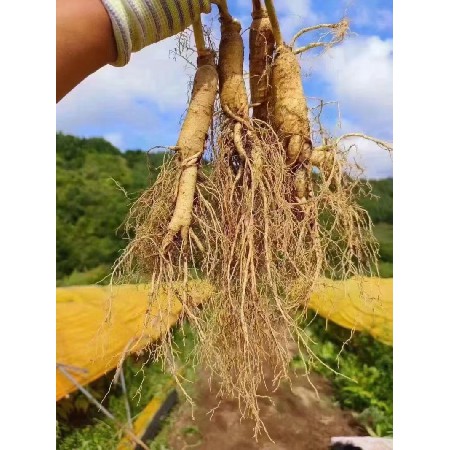 蔬菜配送