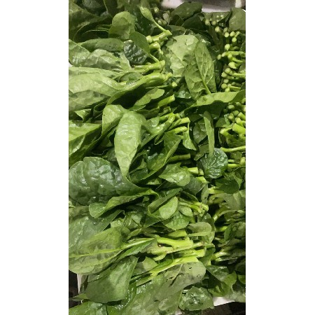 蔬菜配送