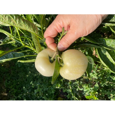 蔬菜配送